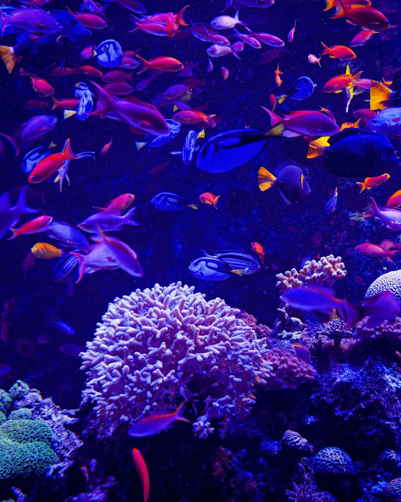 The Coral Beach Nature Reserve, Israel