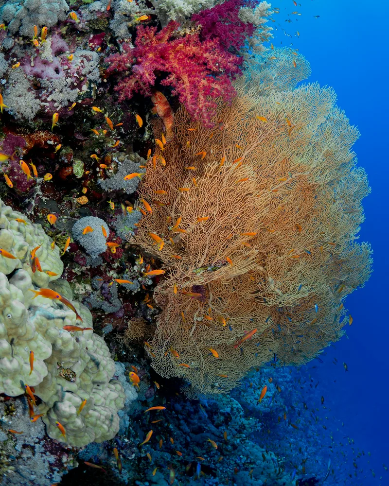 The coral reef & colorful fish, Israel