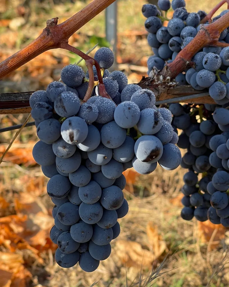 Chianti vineyards, Italy