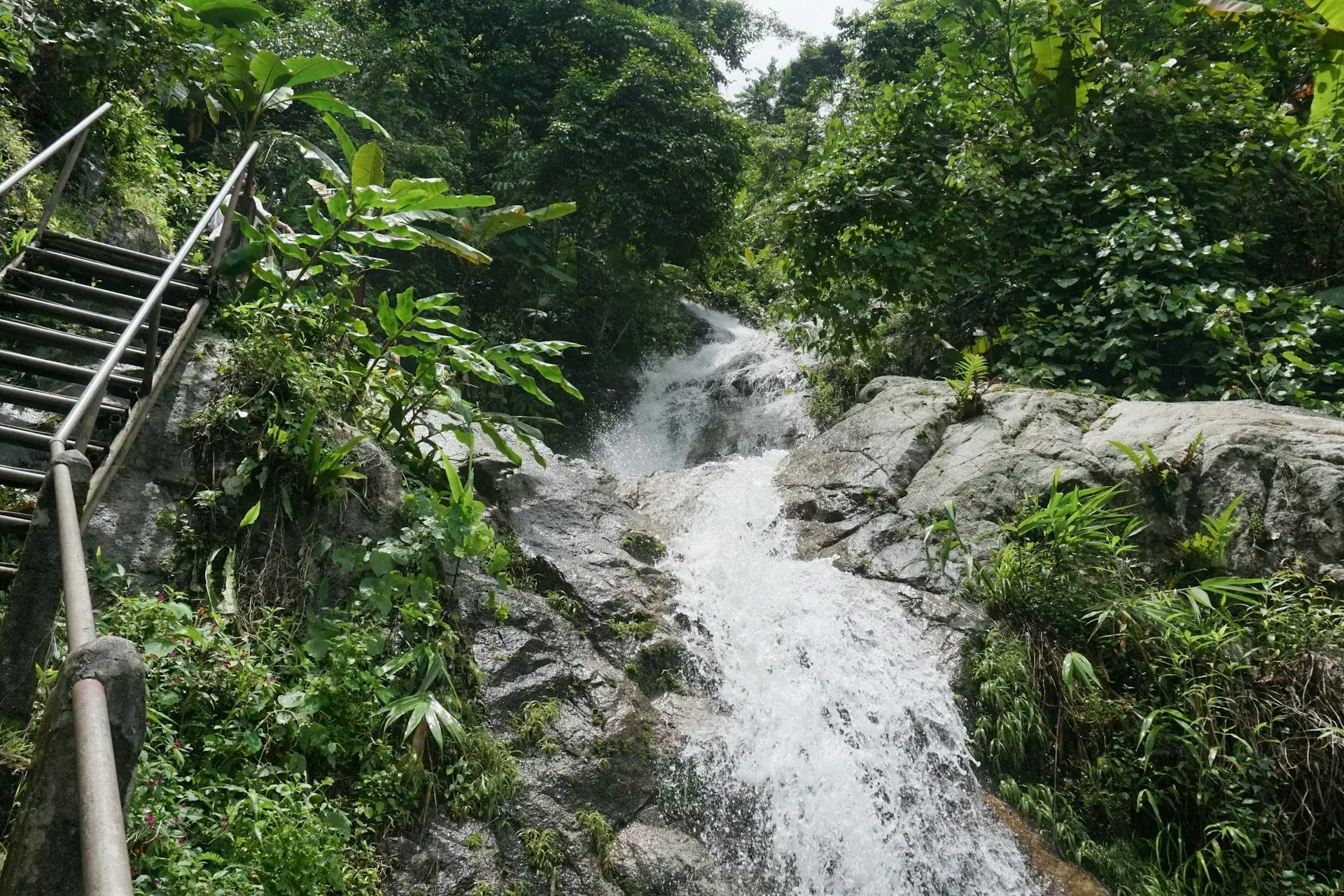 Black River Safari & YS Falls