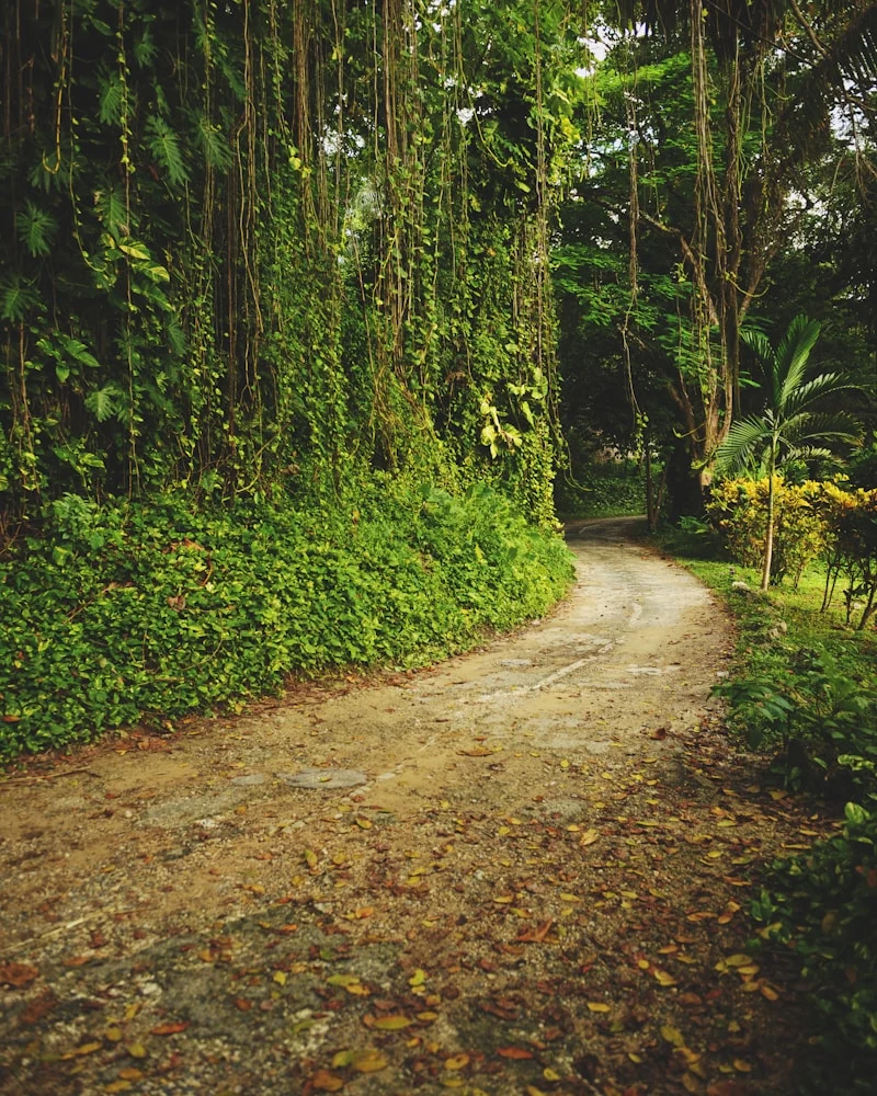 Coffee estates, Jamaica