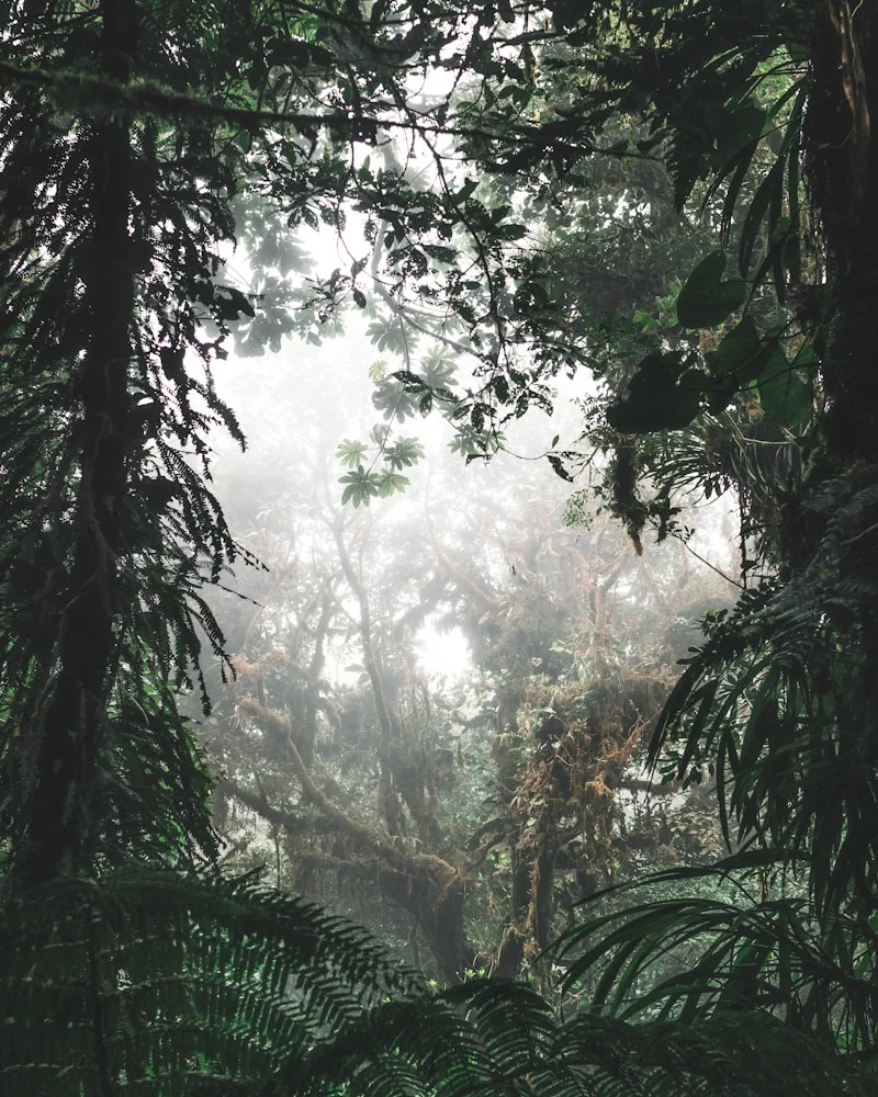 Cloud forest, Jamaica