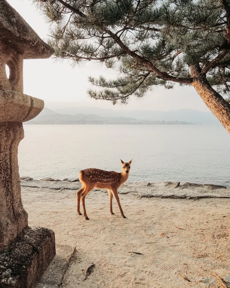 Miyajima island, Japan