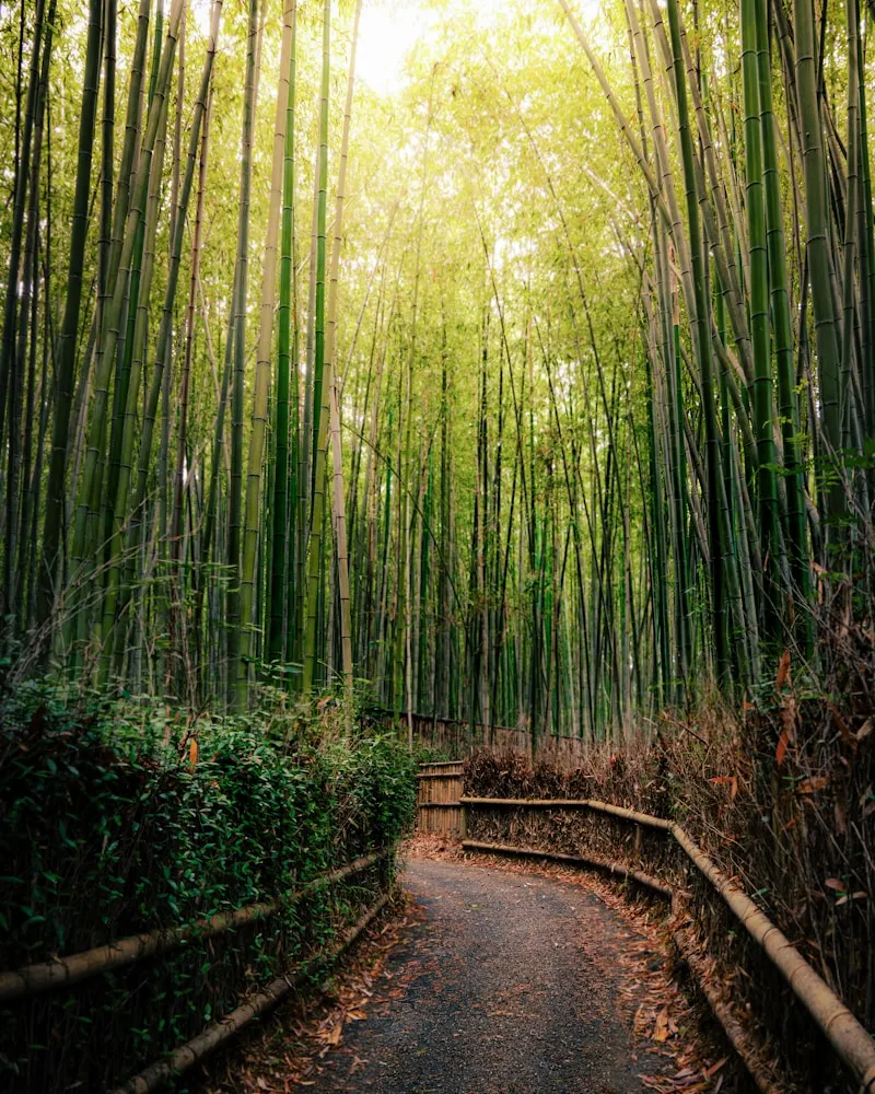 Arashiyama Bamboo Grove, Japan