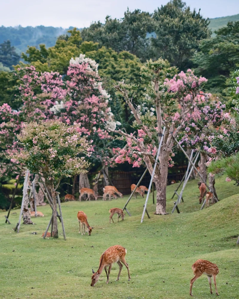 The deer of Nara Park, Japan