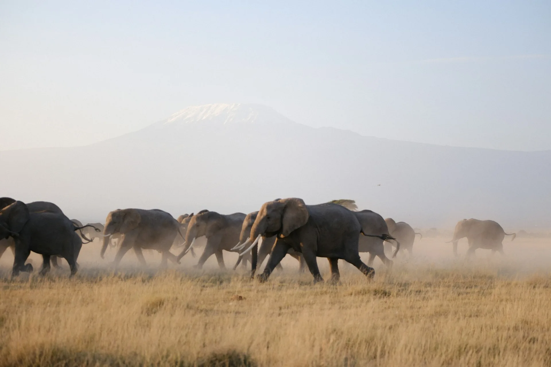 Amboseli Elephants Beneath Kilimanjaro
