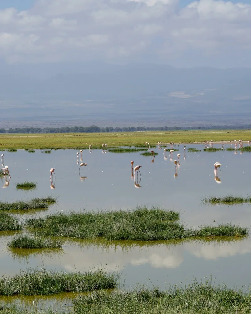 The Amboseli swamps, Kenya