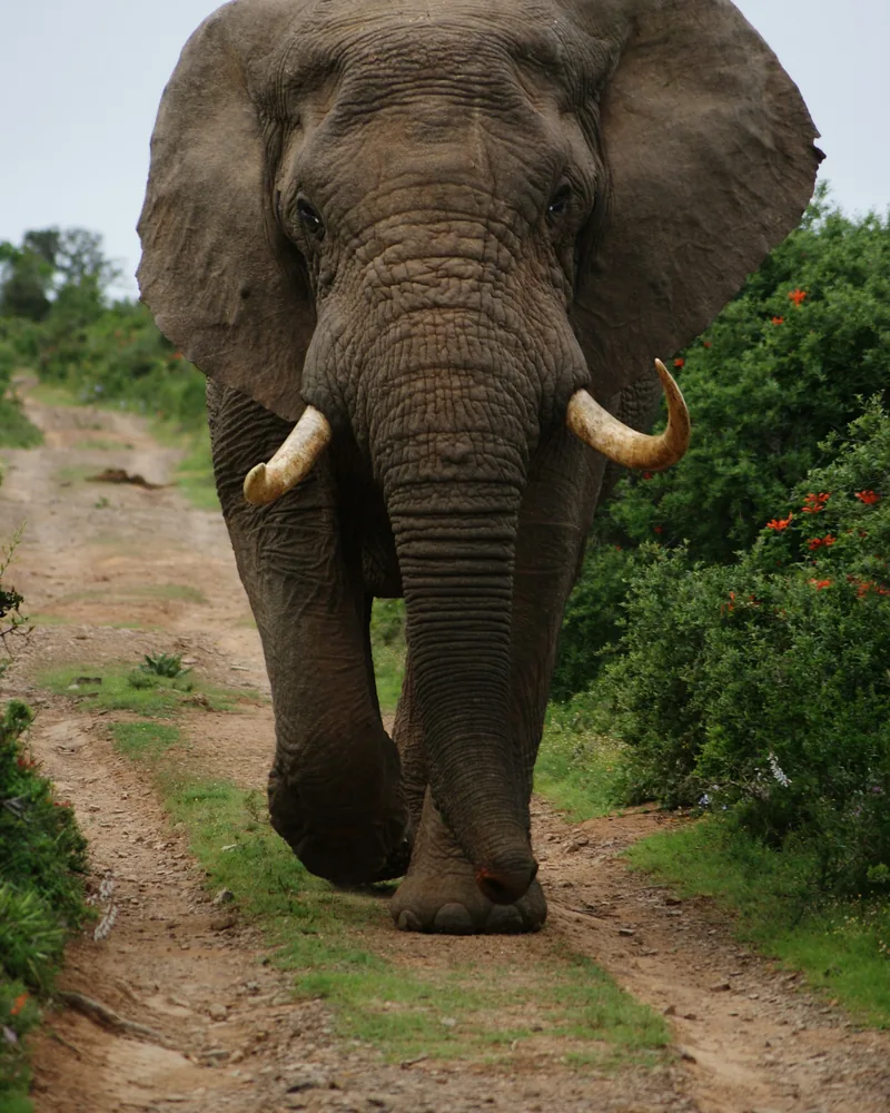 Big-tusker bulls, Kenya