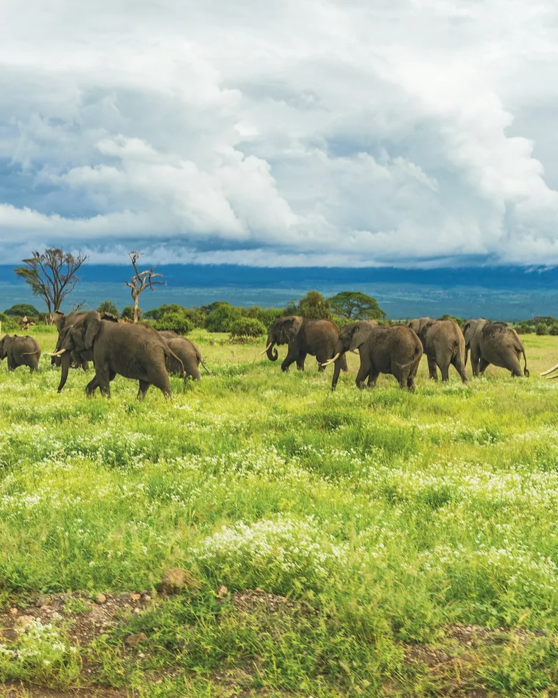 Elephant herds beneath Kilimanjaro, Kenya
