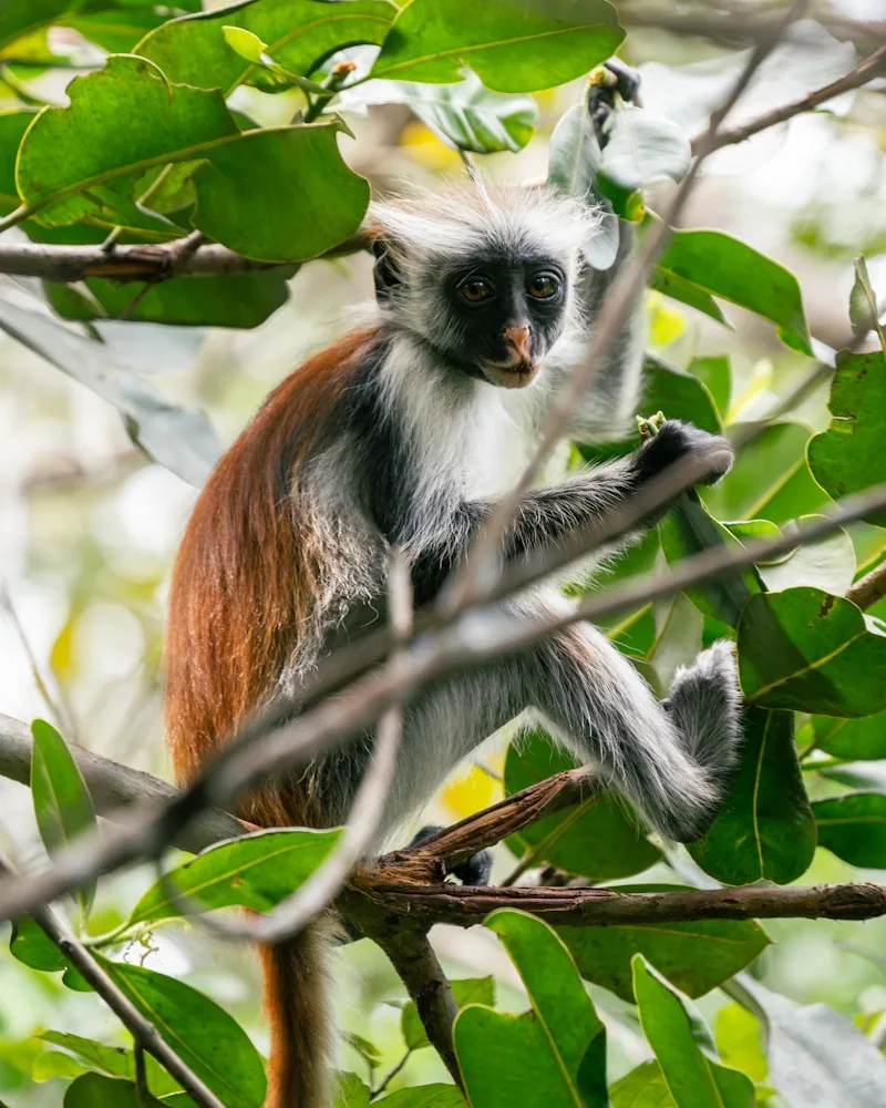 The coastal forest & colobus monkeys, Kenya
