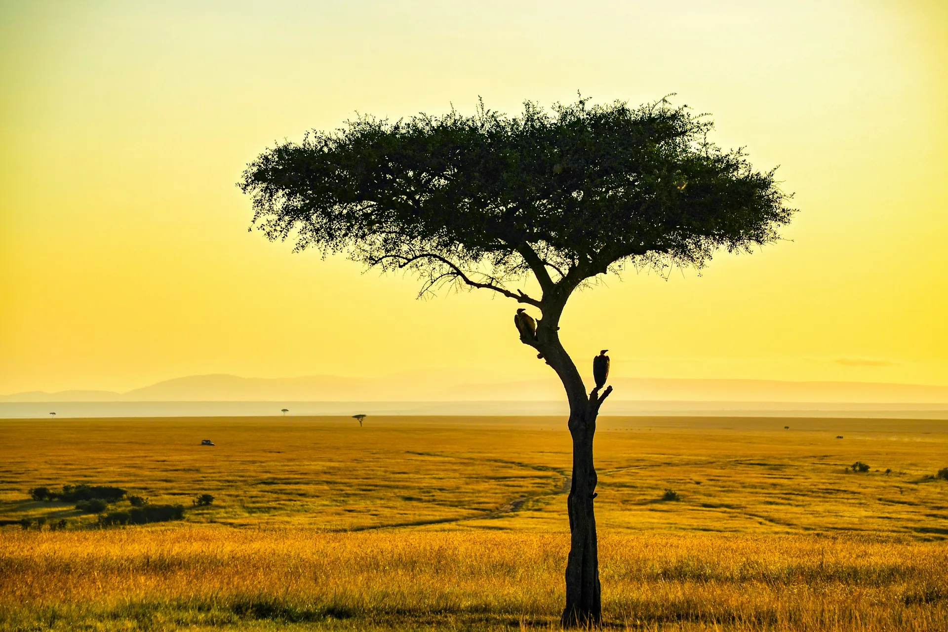 A Maasai Mara Safari