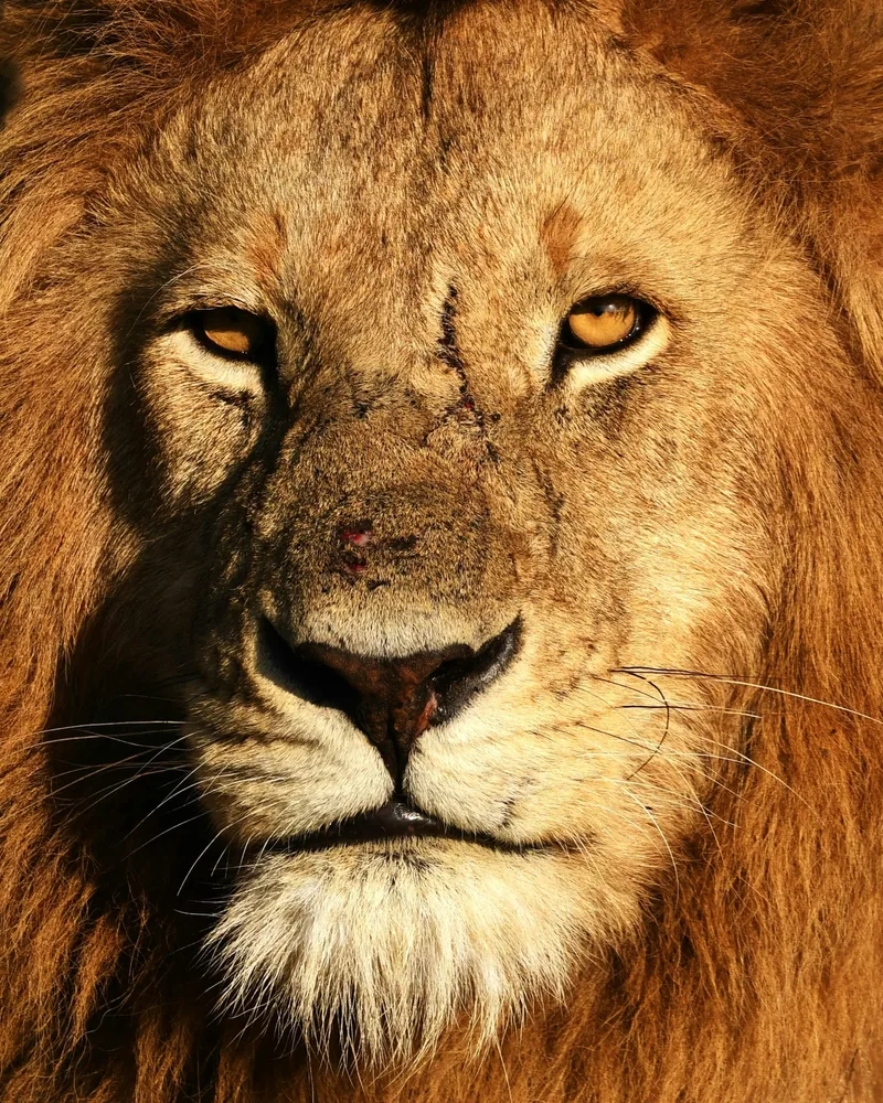 The big cats, Kenya