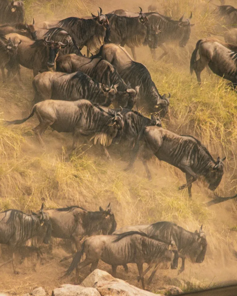 The Great Migration & Mara River crossing, Kenya