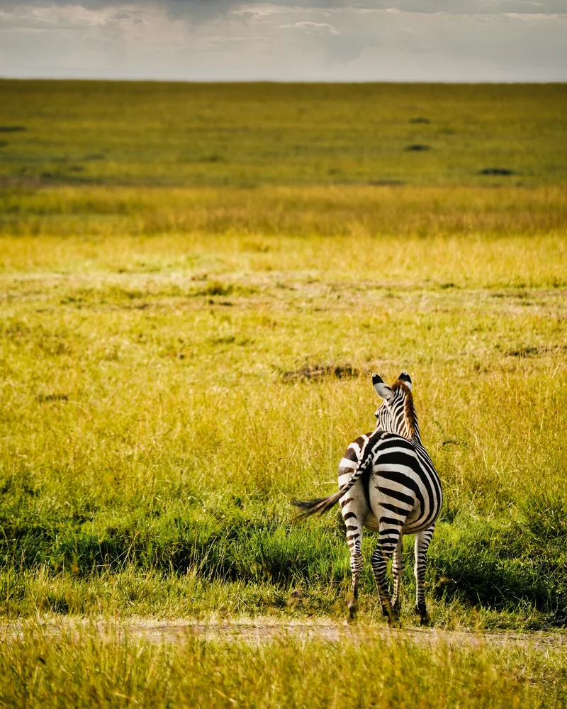 The open savanna & acacia plains, Kenya