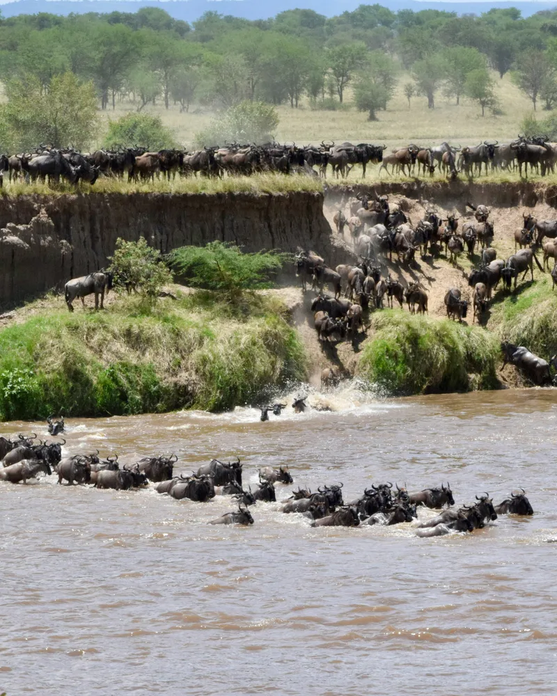 The herds and the winding Mara River from above, Kenya