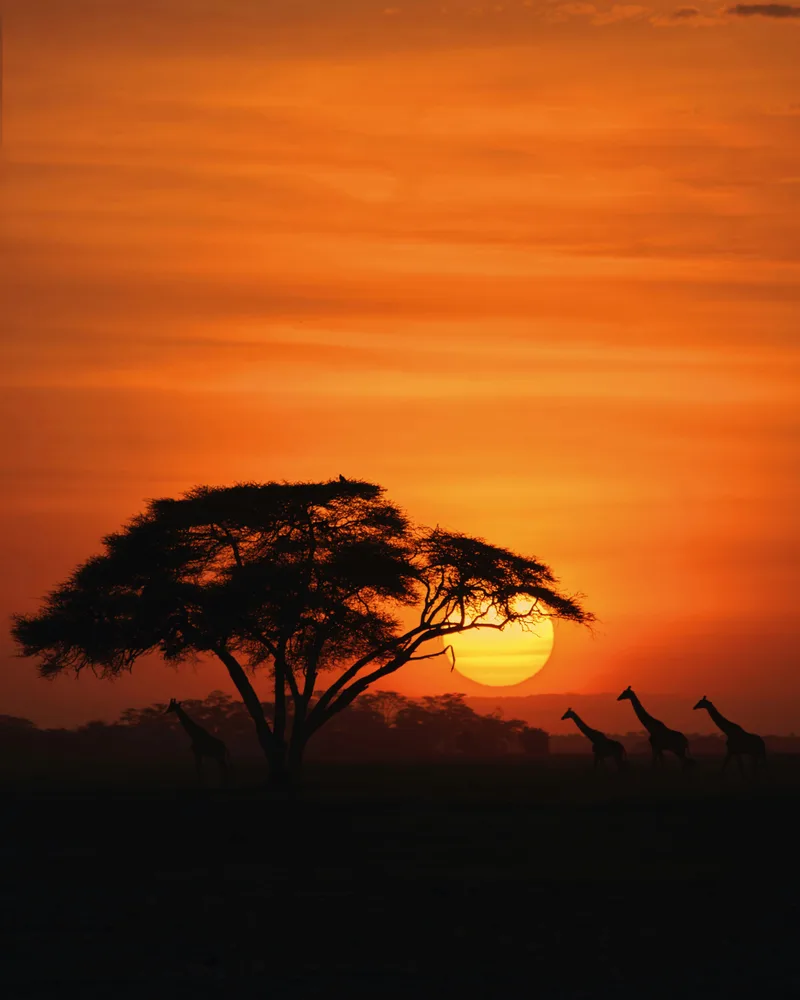 The golden plains at dawn, Kenya