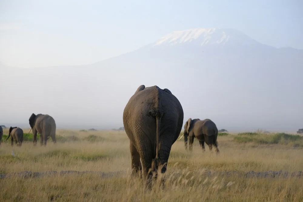 Amboseli