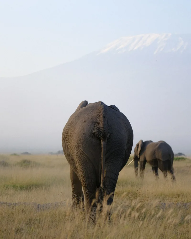 Amboseli
