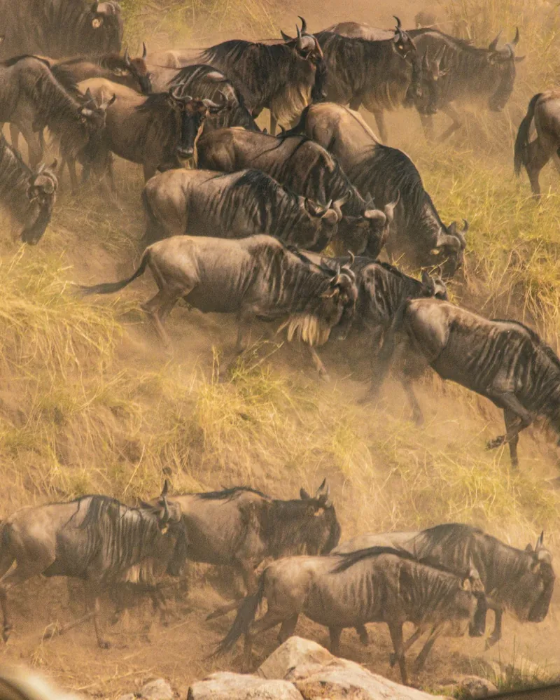 The Maasai Mara