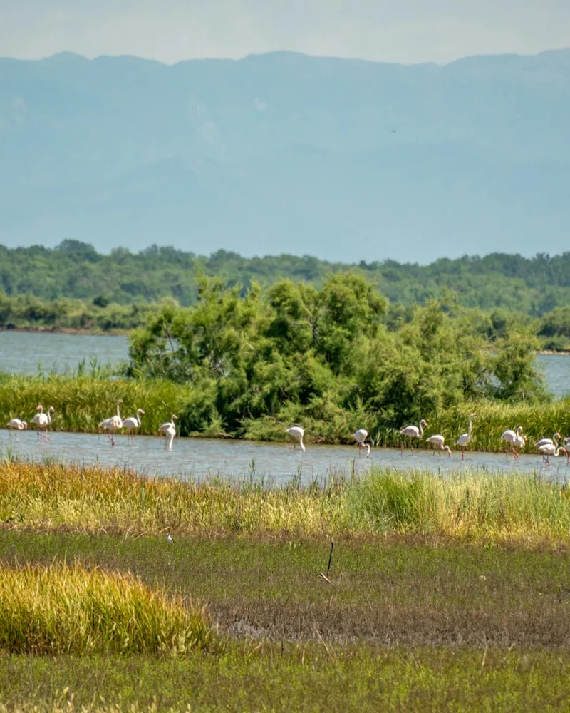 The Rift Valley Lakes