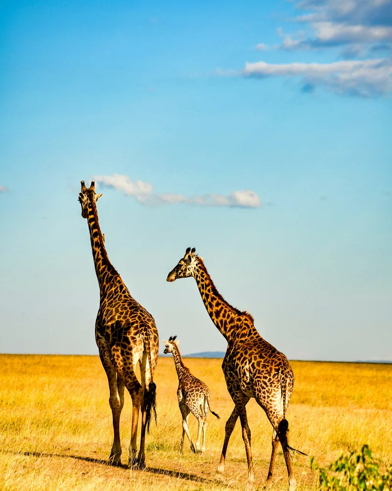 Samburu & Laikipia