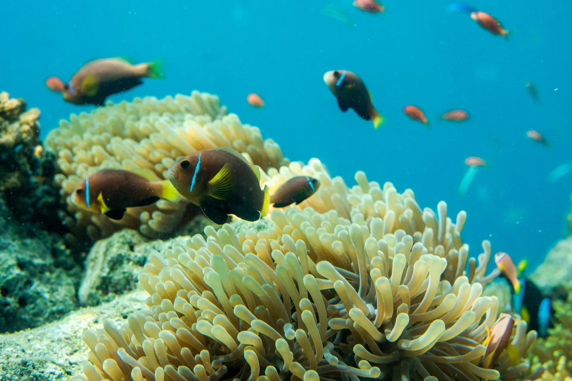 Snorkeling the House Reefs