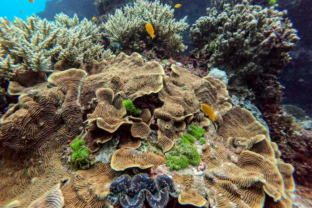 Reef etiquette