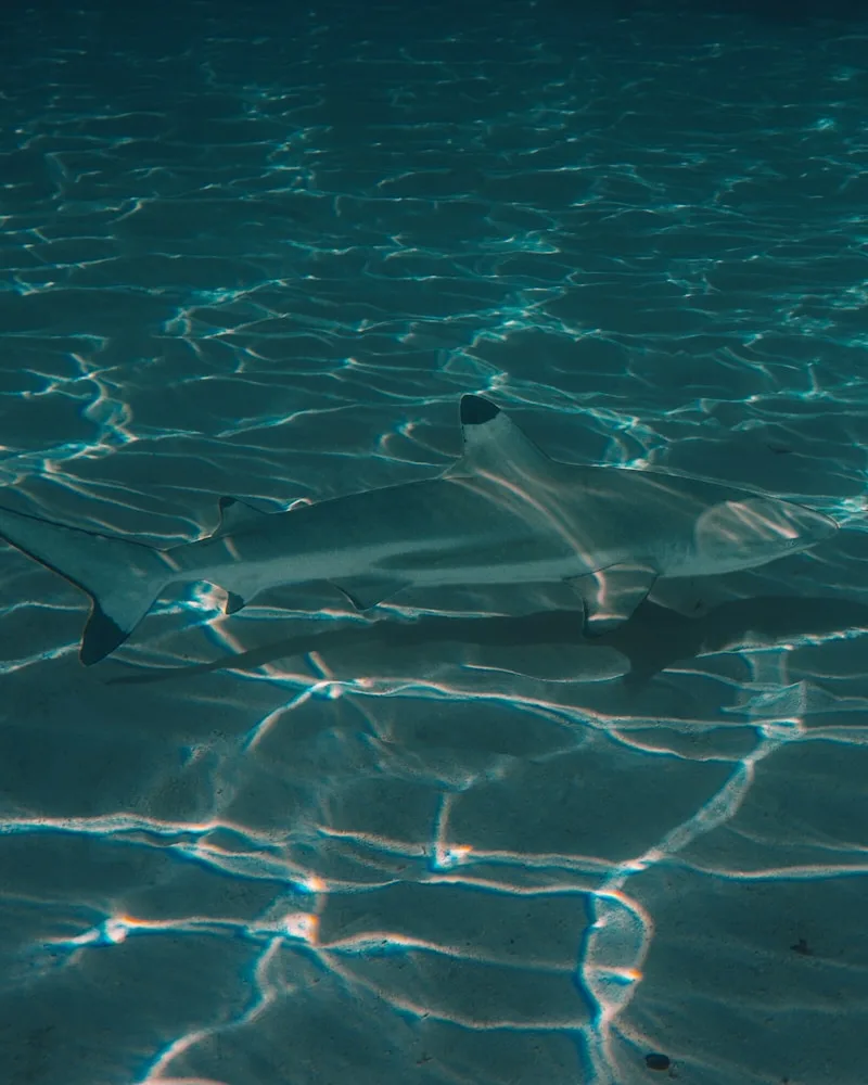 Reef sharks & rays in the shallows, Maldives