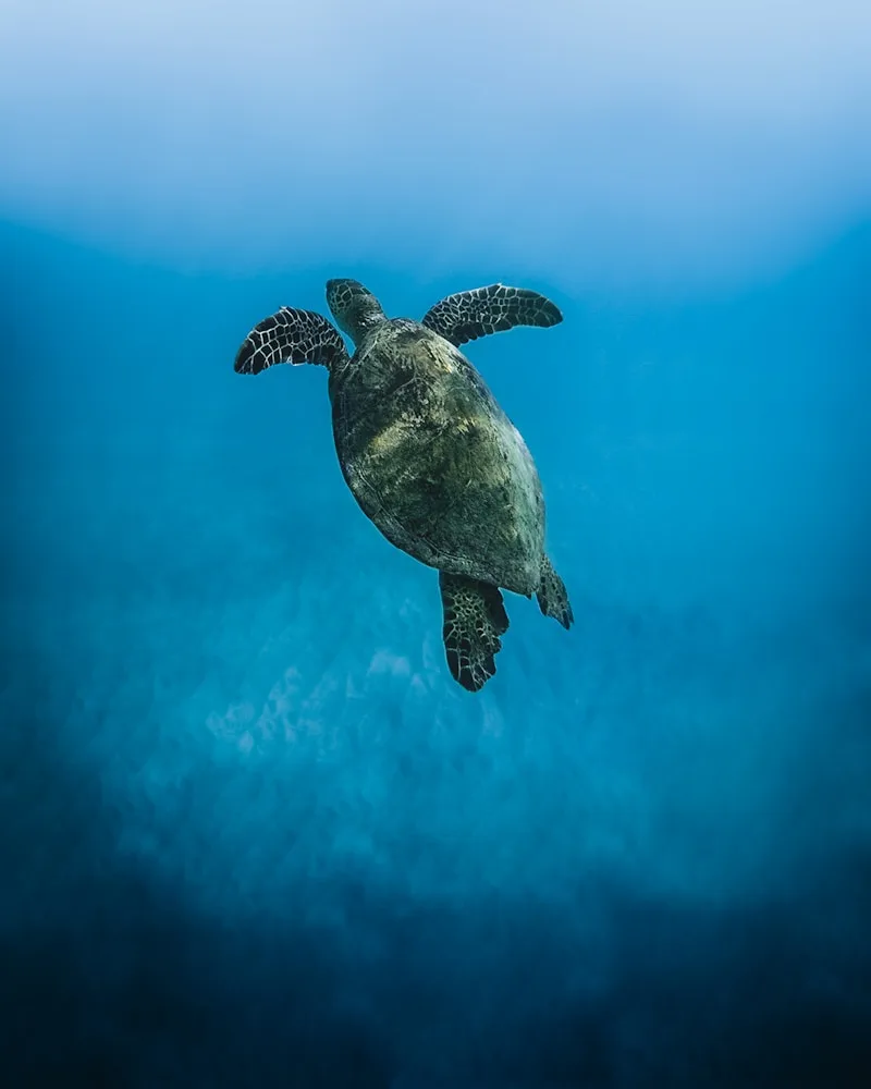 A green sea turtle, Maldives