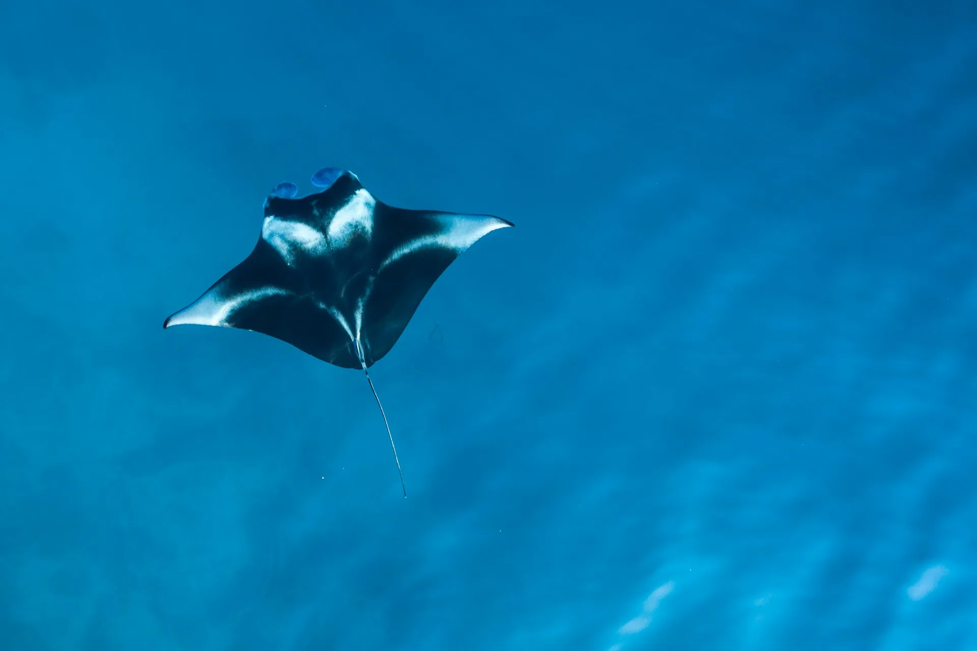 Swimming with Manta Rays & Whale Sharks