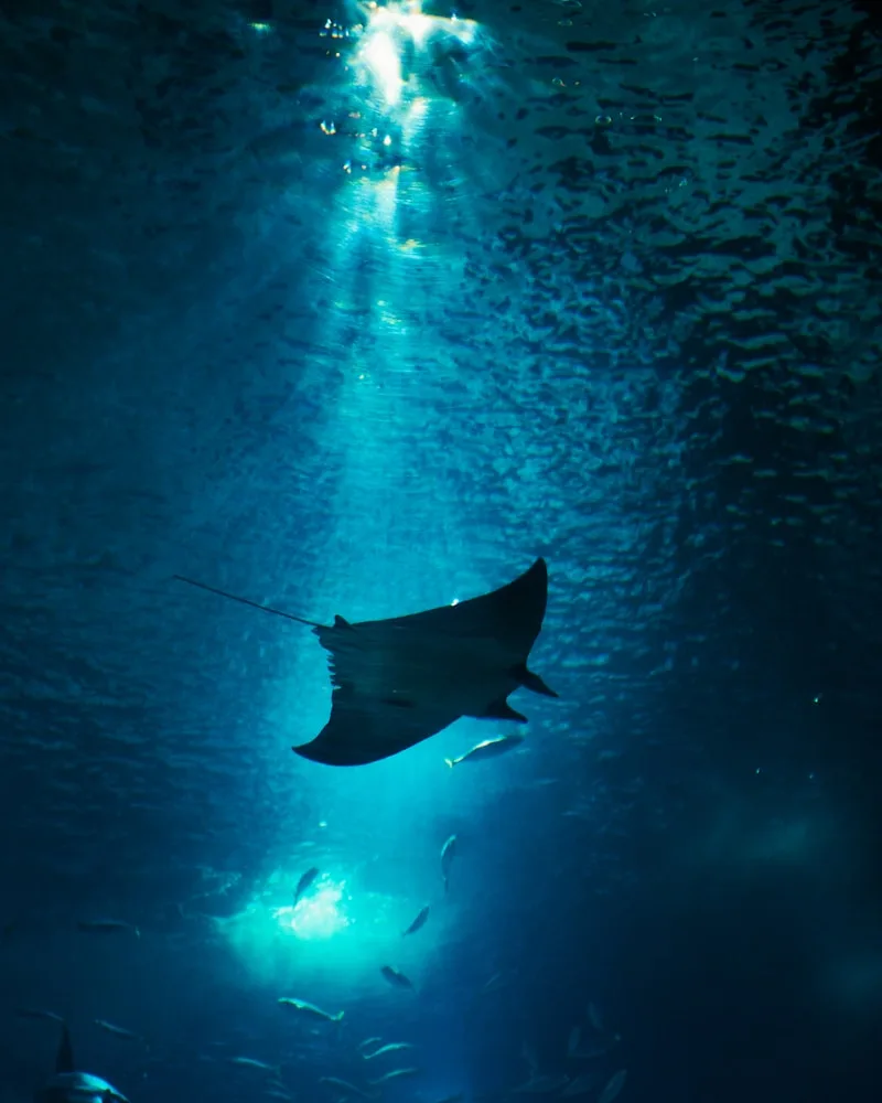 A manta ray gliding overhead, Maldives