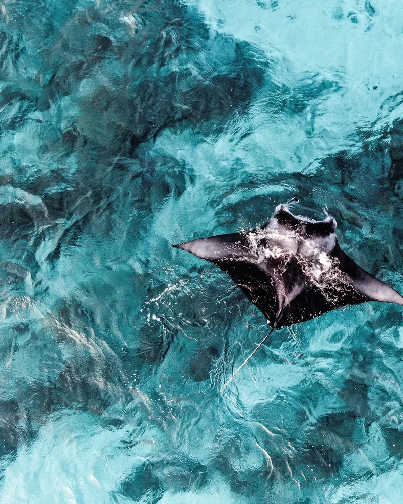 Reef mantas at a cleaning station, Maldives