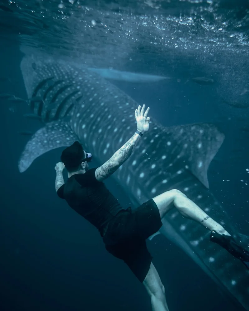 A whale shark in the blue, Maldives