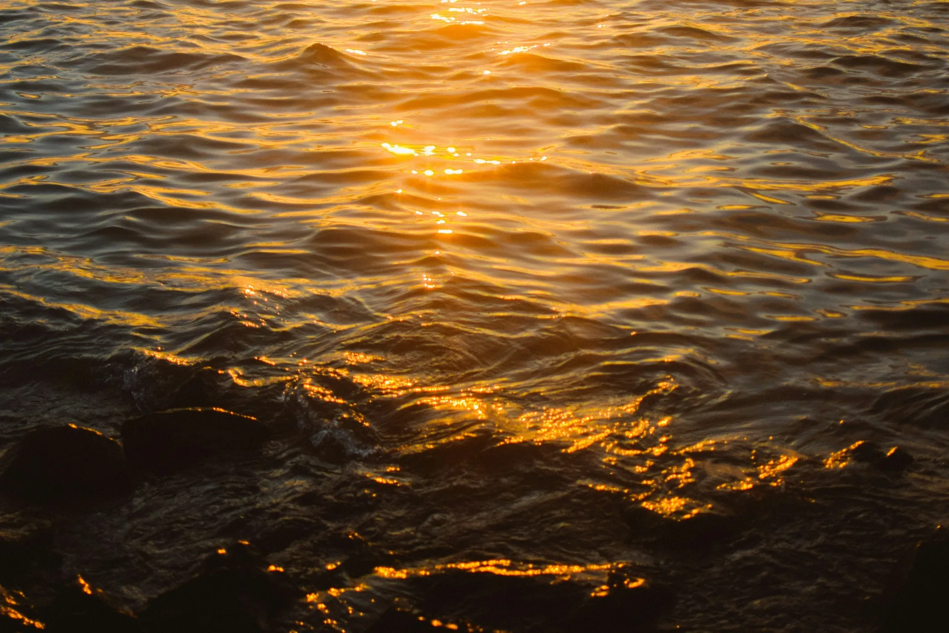 A Sunset Dolphin Cruise