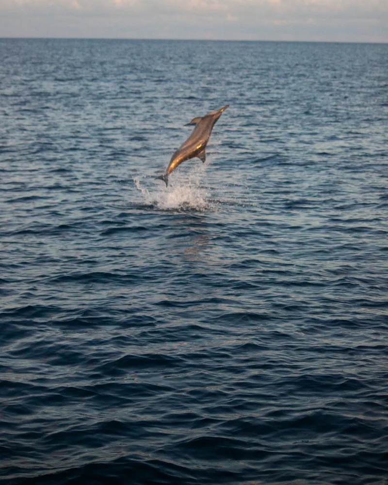 Spinner dolphins riding the bow, Maldives