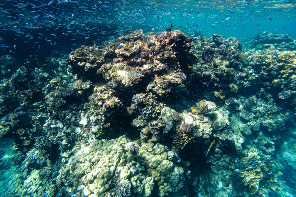Snorkeling & diving