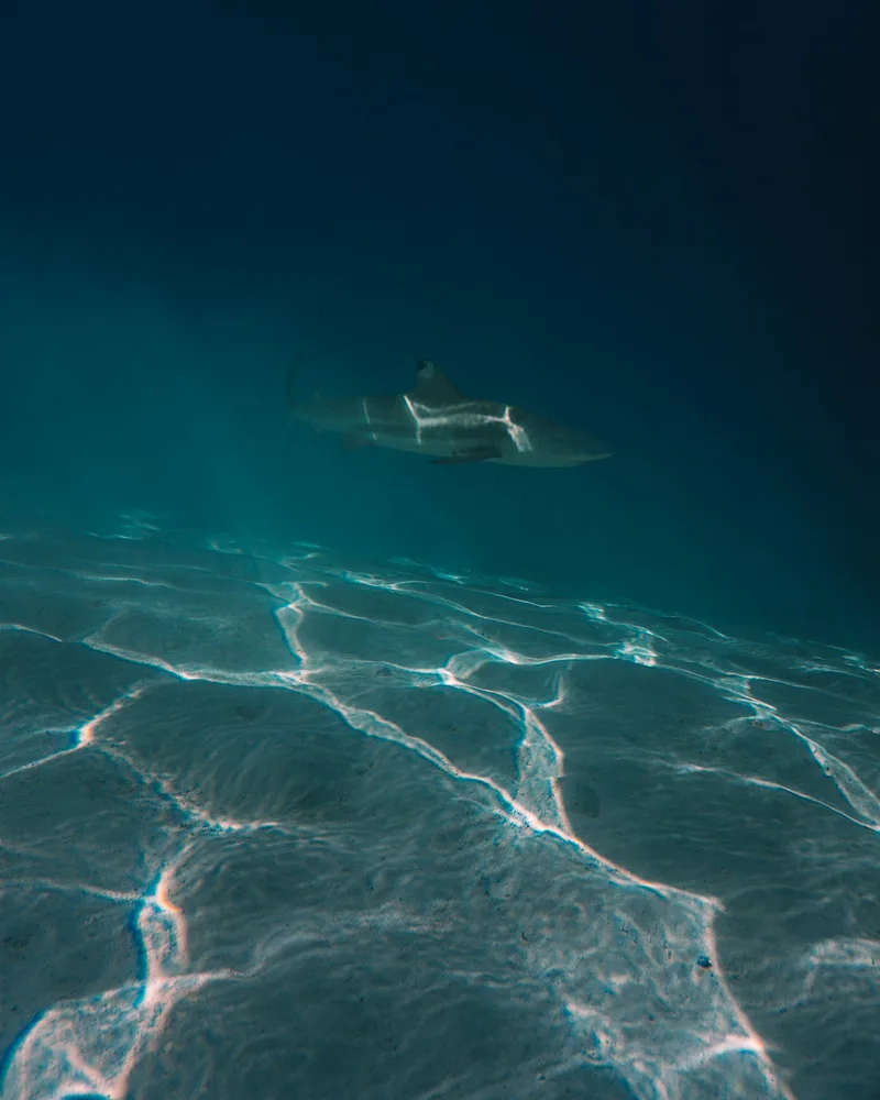 Ari Atoll