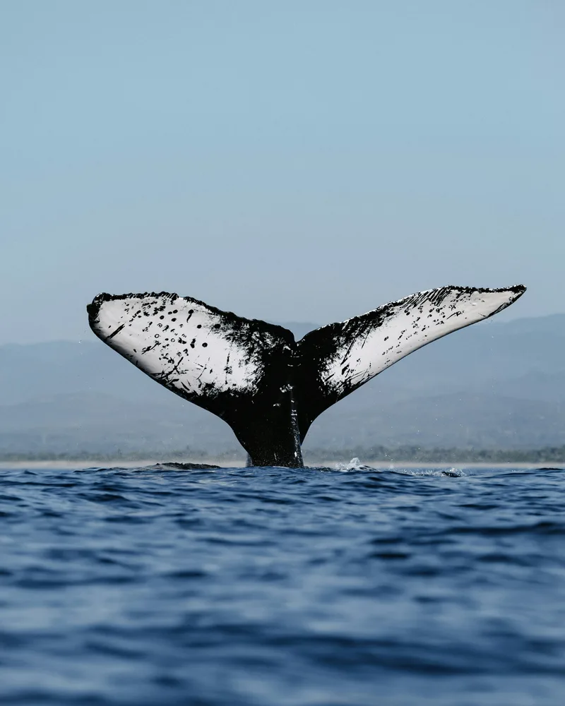 Whale watching, Mexico