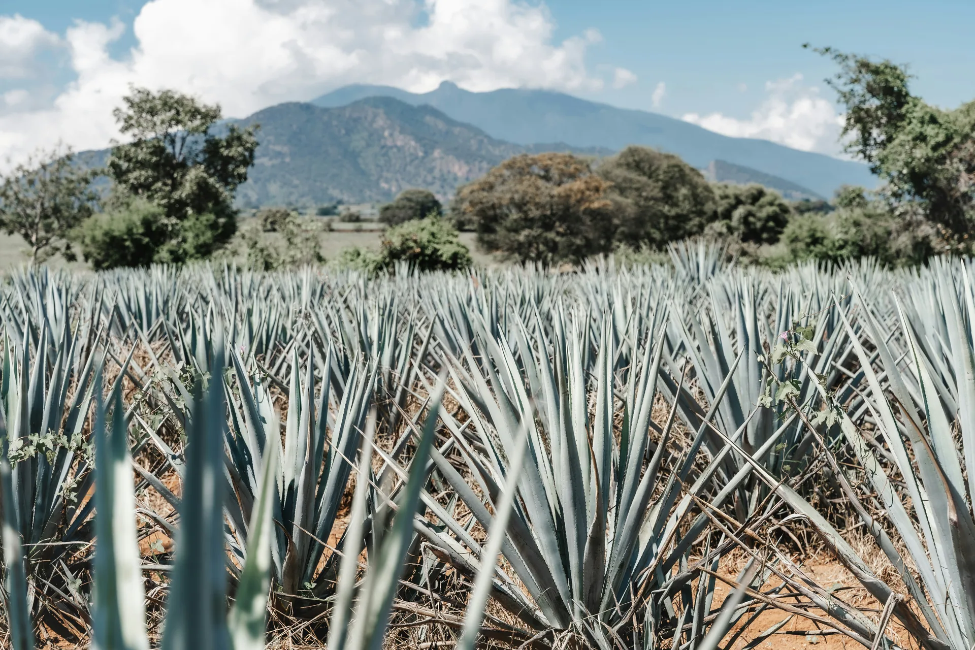 The Agave Fields of Tequila, Mexico