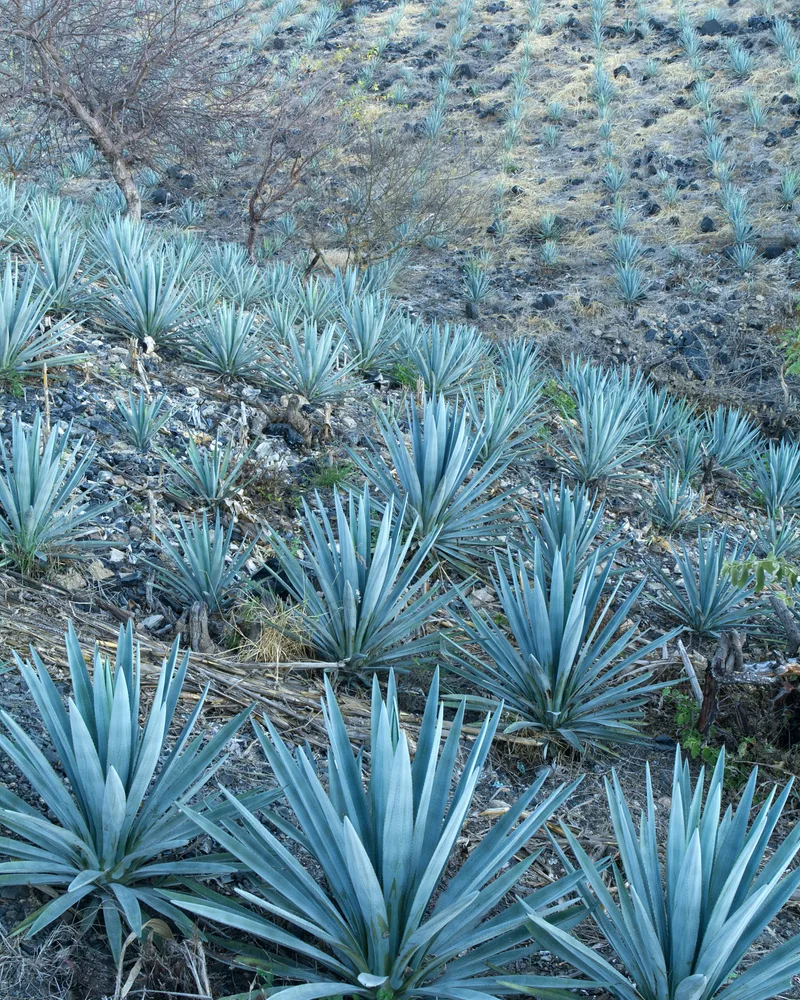 The blue agave fields, Mexico