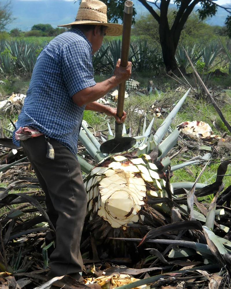 The jimadores at work, Mexico