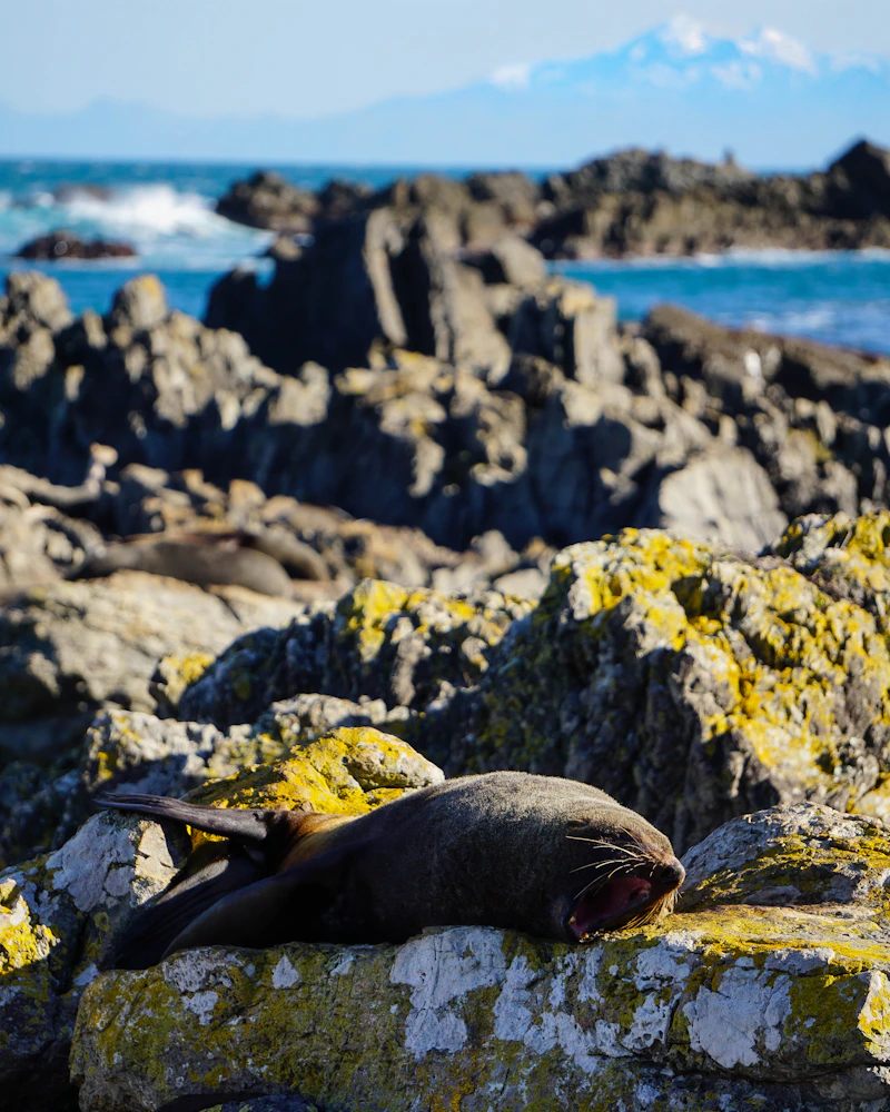Fur seals on the rocks, New Zealand