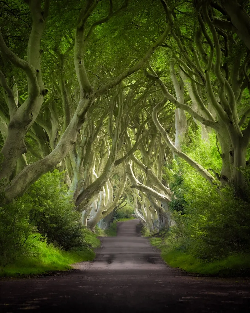 The Dark Hedges, Northern Ireland