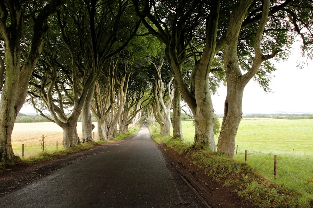 The Dark Hedges