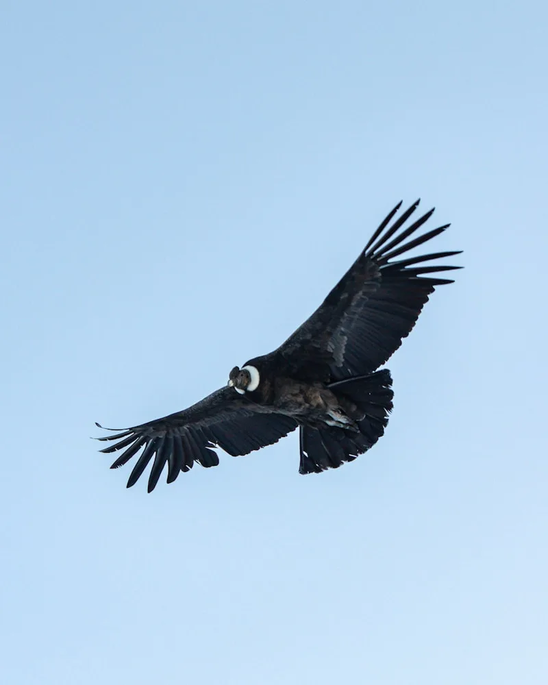 Cruz del Cóndor, Peru