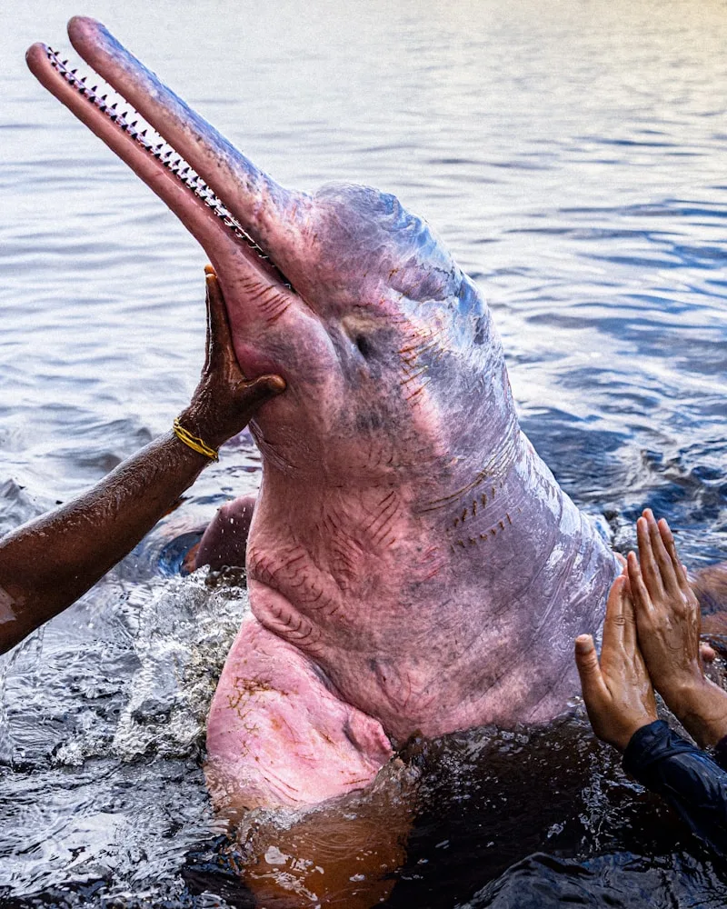 River dolphins & wildlife, Peru