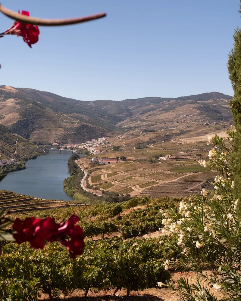 Terraced vineyards, Portugal