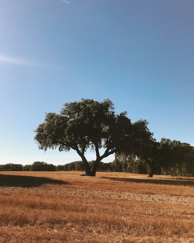 Cork and wine country, Portugal