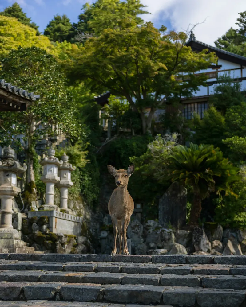 Osaka & Nara