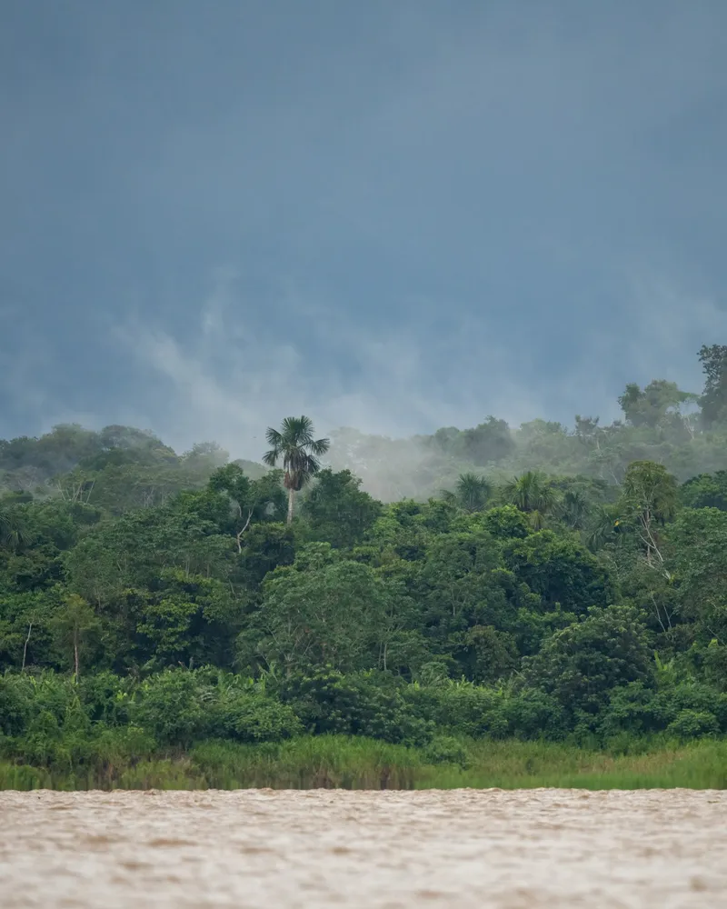 The Amazon